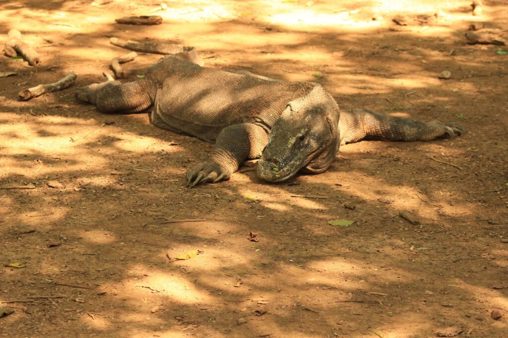 Komodo National Park (waturandatrip.com)