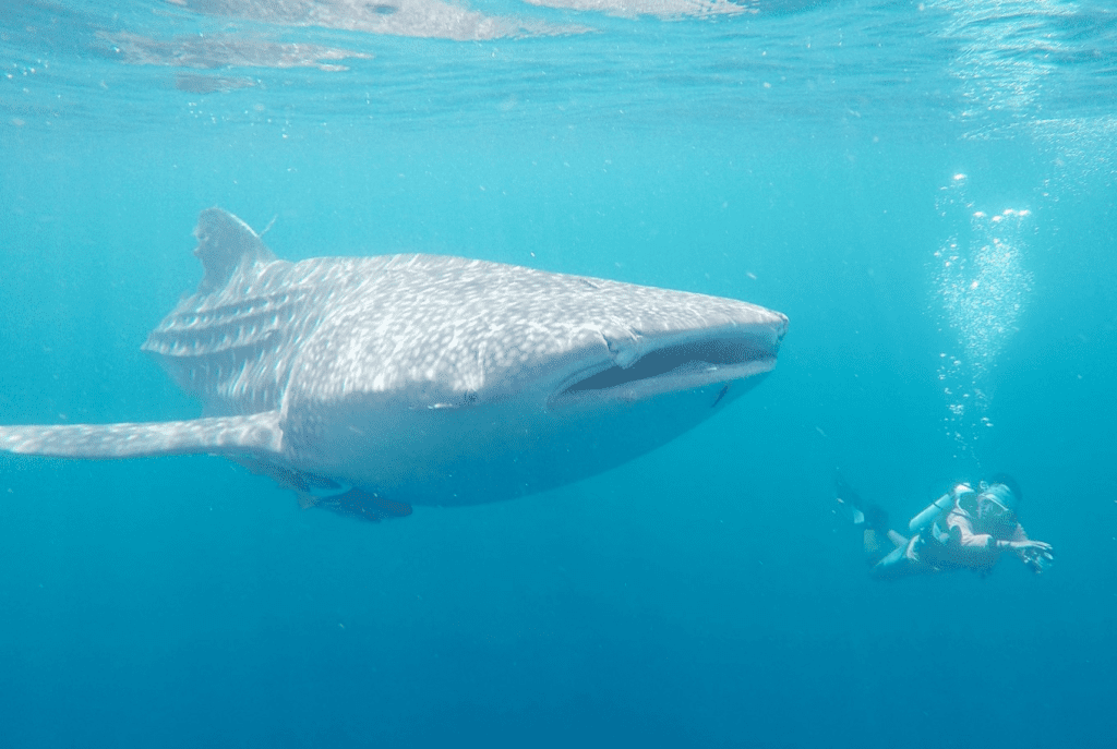Whale Shark in Labuan Bajo