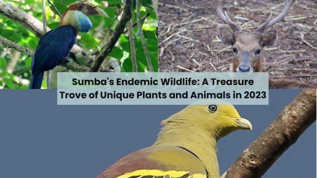 Sumba's Endemic Wildlife A Treasure Trove of Unique Plants and Animals in 2023